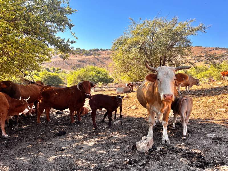 נחל צלמון פרות במסלול