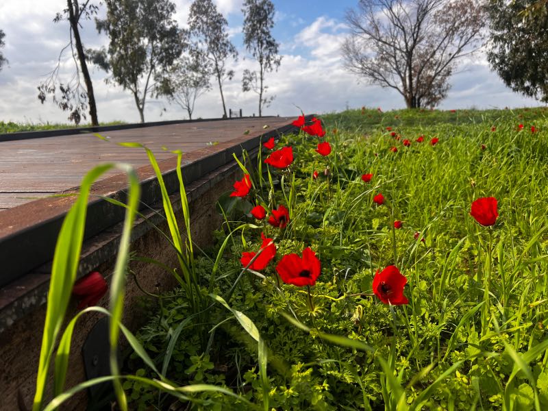 פסטיבל דרום בלב 2026