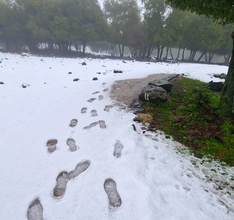עקבות בשלג ביער אודם