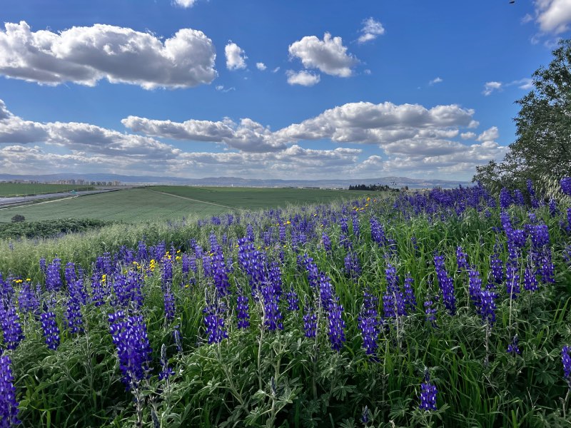 שדה התורמוסים מול גבעת המורה בתצפית חורבת עדשים