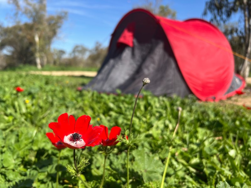 חניון לילה יער ניר משה