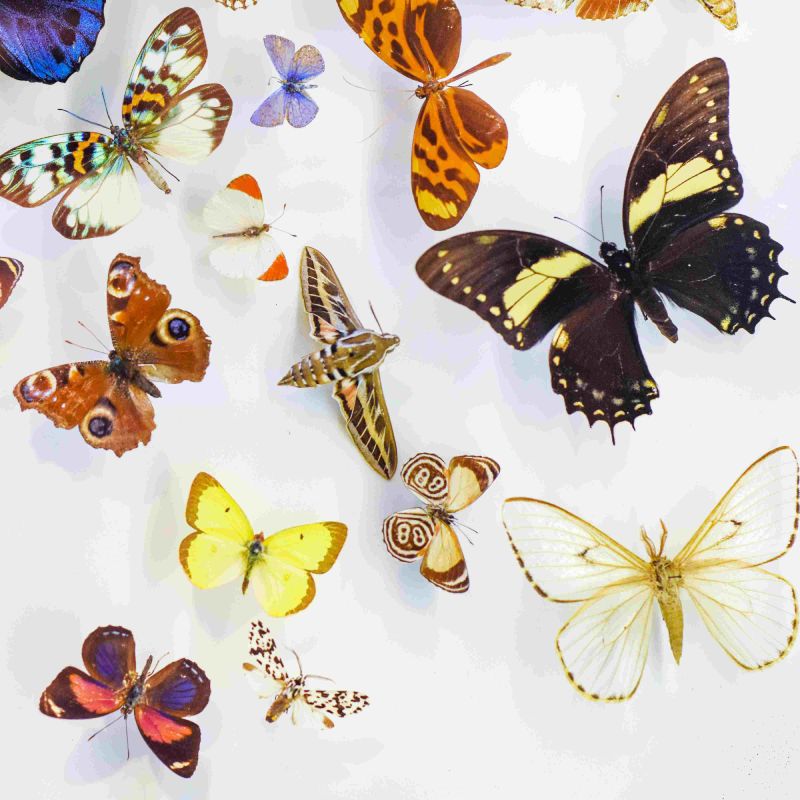 תצוגת הפרפרים במוזיאון הטבע ע"ש שטיינהרט 