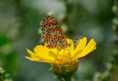 ספירת הפרפרים 2026, כיתמית הבוצין