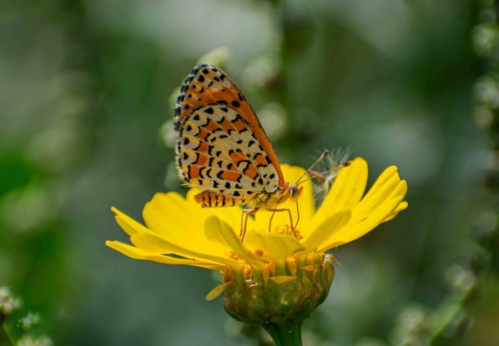 ספירת הפרפרים 2026, כיתמית הבוצין