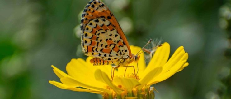 ספירת הפרפרים 2026, כיתמית הבוצין