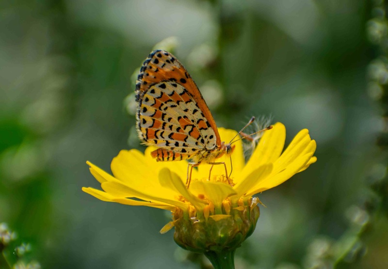 butterfly-yellow