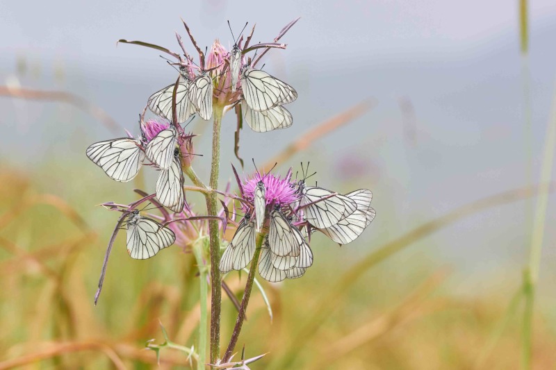 רשתן העוזרר, ספירת הפרפרים הגדולה