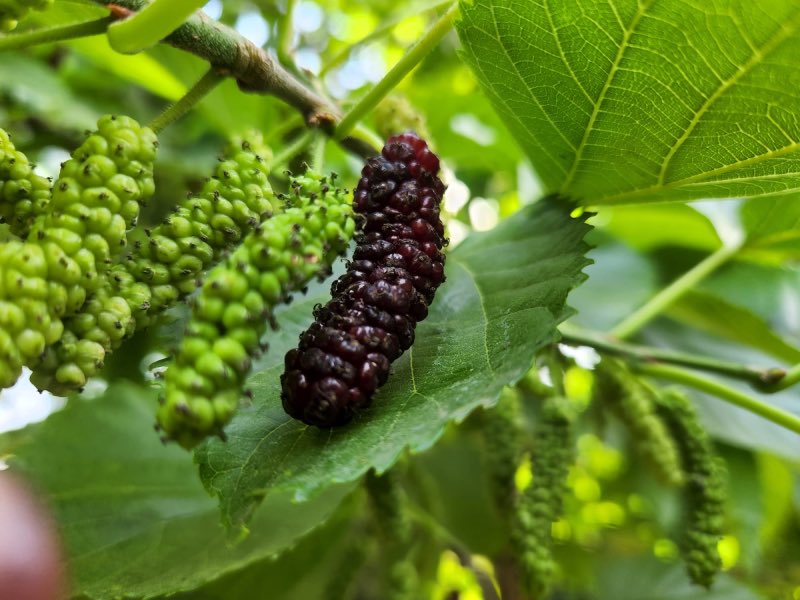 קטיף תות אפגני