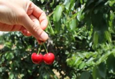 CHERRY