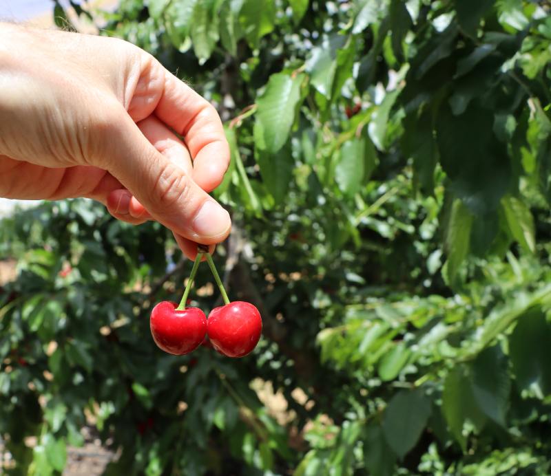 CHERRY