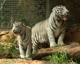 טיגריס לבן בגן החיות של חיפה
