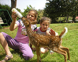 ספארי ילדים