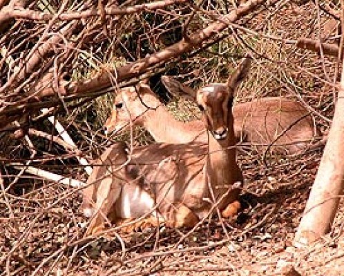 קופונים לחוות ארץ יהודה קיבוץ צרעה, קופונים לפינת ליטוף, חופש גדול הנחות, הנחות לחופש הגדול, קופונים לחופש הגדול