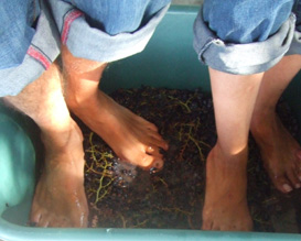 פעילויות לילדים בחופש הגדול - דורכים על ענבים ביקב שורק בטל שחר