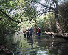 מטיילים במג'רסה בכנרת