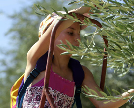מסיק זיתים ביער ביריה