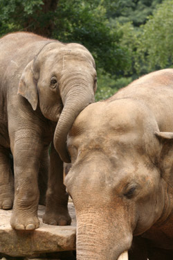 סופ"ש של פילים