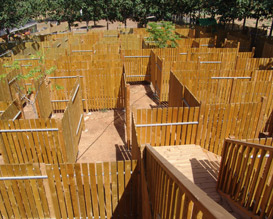 מבוך העץ - דרך העץ בשדמות דבורה - אטרקציות לילדים בצפון