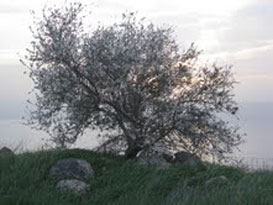 טיולי שקדיות בצפון, טיולים עם ילדים בצפון, אטרקציות לילדים בצפון