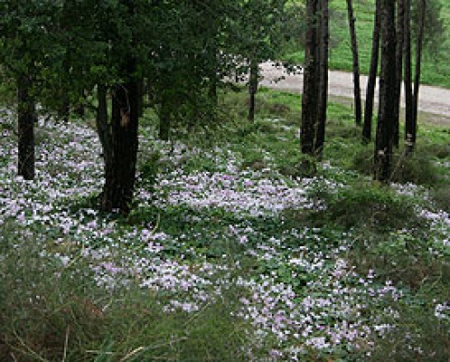 גבעת הרקפות בקיבוץ גלעד, יער הרקפות בקבוץ גלעד