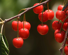 אטרקציות בצפון