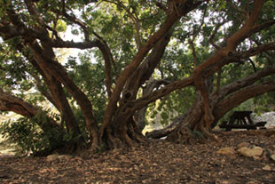 תמונה של עץ חרוב ביער בן שמן, טיולי משפחות, טיולים בחינם, טיולים עם ילדים, פעילויות לילדים, הפעלות לילדים