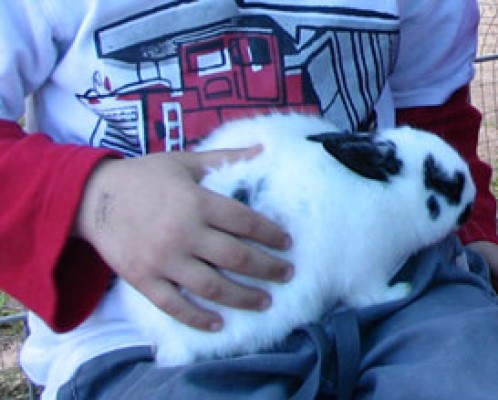 מקום ליום הולדת, יום הולדת בחווה, פעילויות ליום הולדת, אטרקציות יום הולדת, פעילויות ליום הולדת, הפעלות ליום הולדת, יום הולדת עם בעלי חיים