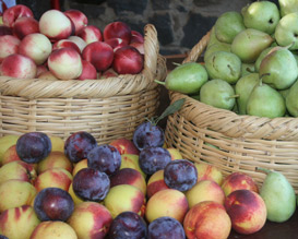 בוסתן הגולן, קטיף עצמי בגולן, אטרקציה לילדים בצפון, אטרקציות לילדים בצפון, קטיף עצמי בצפון