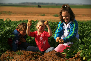 קטיף עצמי בנגב, אטרקציות לילדים בנגב, אטרקציות לילדים בדרום, חינם לתושבי הדרום