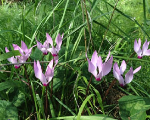 גבעת הרקפות בטל שחר