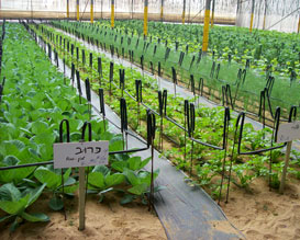 קטיף עצמי בדרום? חוות שקד, אטרקציה לילדים בדרום, חווה אורגנית בדרום