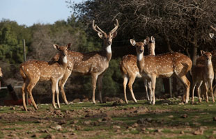 מבצע פסח בנק הפועלים, יער האיילים באודם, תמונה של אייל, תמונה של במבי, פעילויות לילדים בחינם לפסח2013