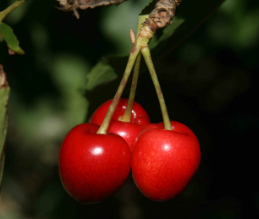 קטיף דובדבנים, בוסתן בראשית, פעילויות לילדים, פעילות לכל המשפחה