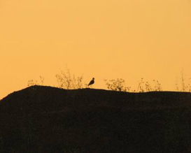 פעילויות לילדים בפארק אריאל שרון, אטרקציות לילדים