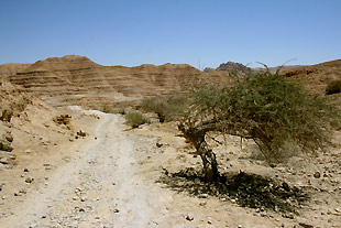 נחל נקרות, מעל הדקלים, מסלולי טיול במכתש רמון, אטרקציות לילדים במכתש רמון