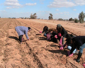 אירועי לג בעומר לילדים, אטרקציות לילדים, פעילויות לילדים, איסוף תפוחי אדמה