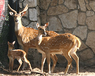 במבי ביער אודם, אטרקציות בגולן, אטרקציות לילדים בצפון