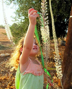 טיול חצבים בגליל, טיול חצבים בגולן, פריחת חצבים בצפון, טיולים עם ילדים בצפון